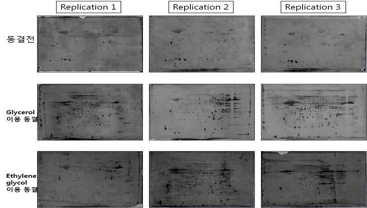 Comparison of protein using 2 dementional electronic focusing by using sperm just after ejaculation and frozen-thawed sperm