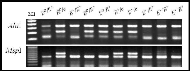 Analysis of MC1R genetypes