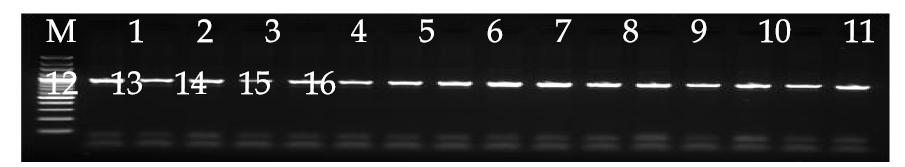 Result of BTA19 marker protein 1 exon 34 (932-bp) PCR. M, size marker.