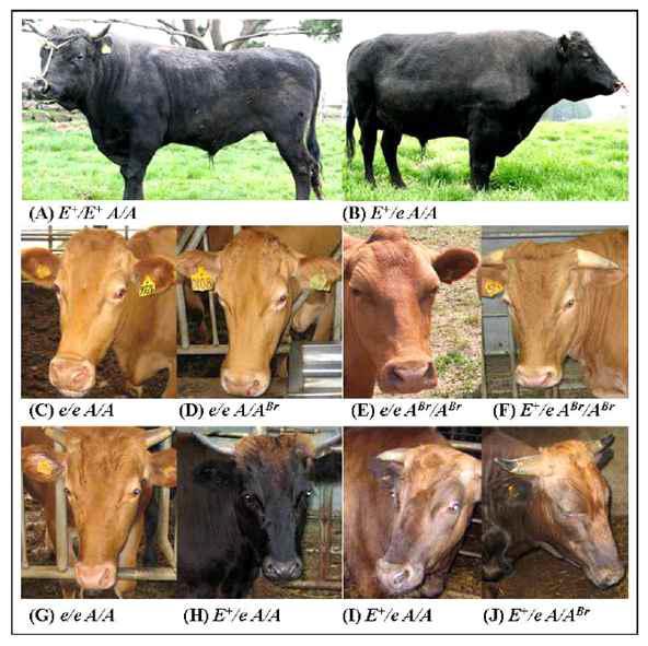 Different MC1R genotypes and coat color