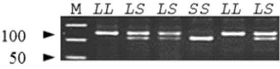 Different genotypes of GALM