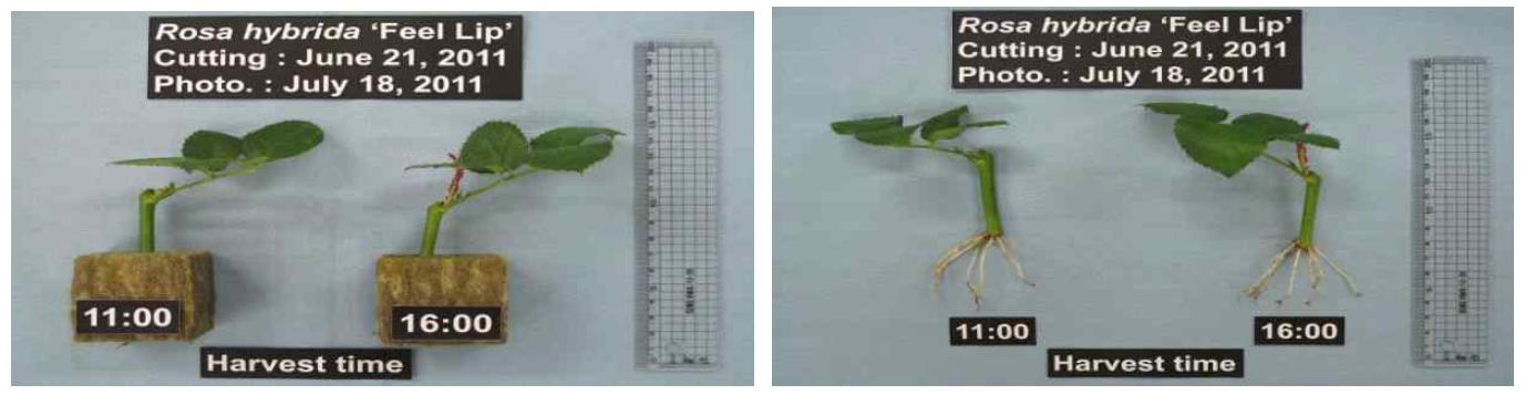 삽수의 채취시간에 따른 장미 ‘필립’의 생육