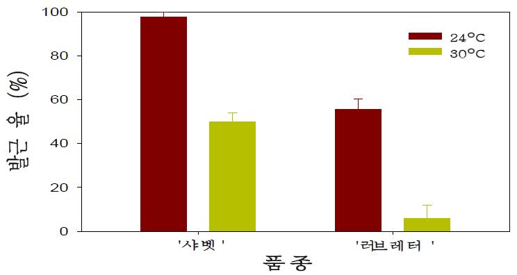 공기 온도에 따른 장미 ‘샤벳’과 ‘러브레터’ 삽목묘의 발근율