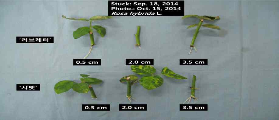 삽수 조제법에 따른 장미 삽목묘 ‘러브레터’와 ‘샤벳’의 생육