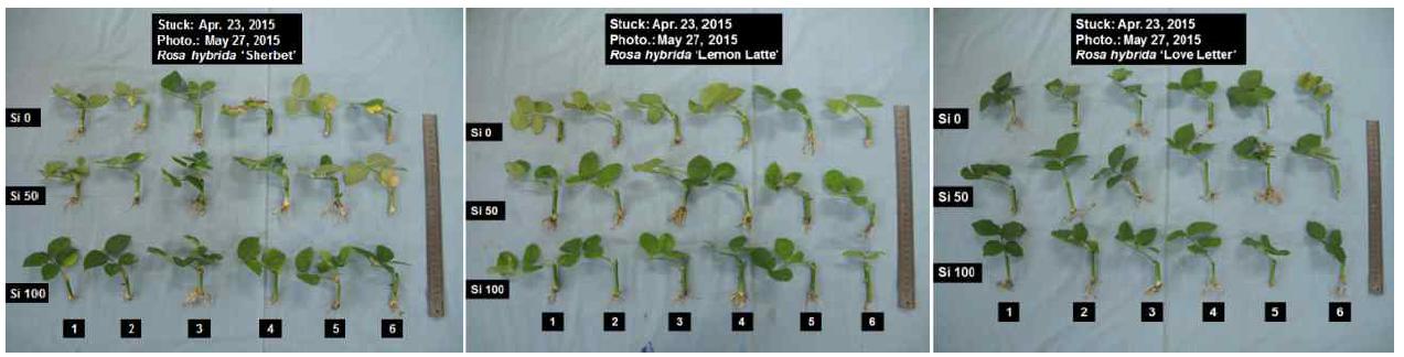 규산질 비료 시용에 따른 장미 삽목묘 ‘러브레터’, ‘레몬라떼’, 그리고 ‘샤벳’의 생육