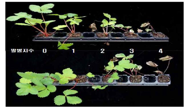 딸기 탄저병 발병 지수