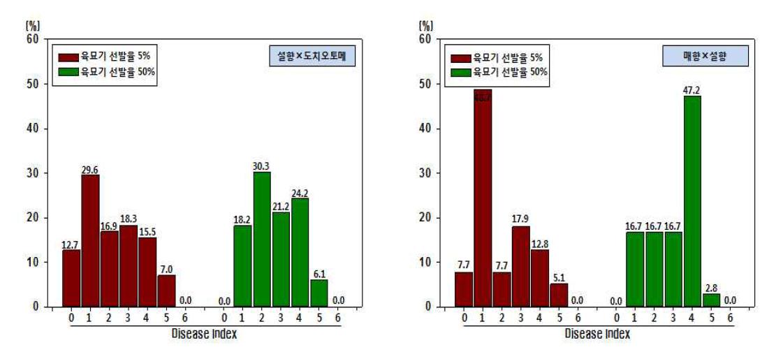 육묘기 실생 선발 강도에 따른 시기별 흰가루병 발병도 분포