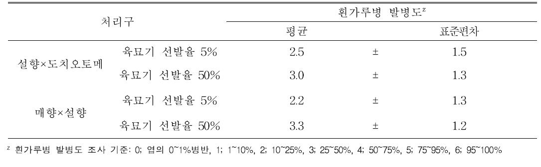 육묘기 실생 선발 강도에 따른 흰가루병 발병도