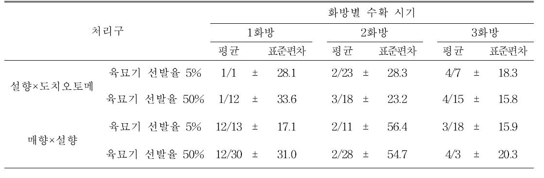 육묘기 실생 선발 강도에 따른 화방별 수확 시기