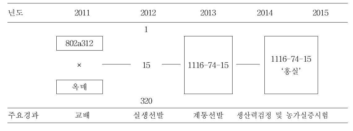 ‘홍실’의 육성 계통도