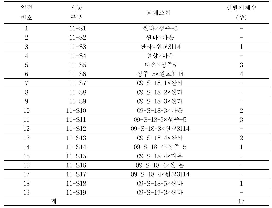 2011년 교배후대 선발 계통현황