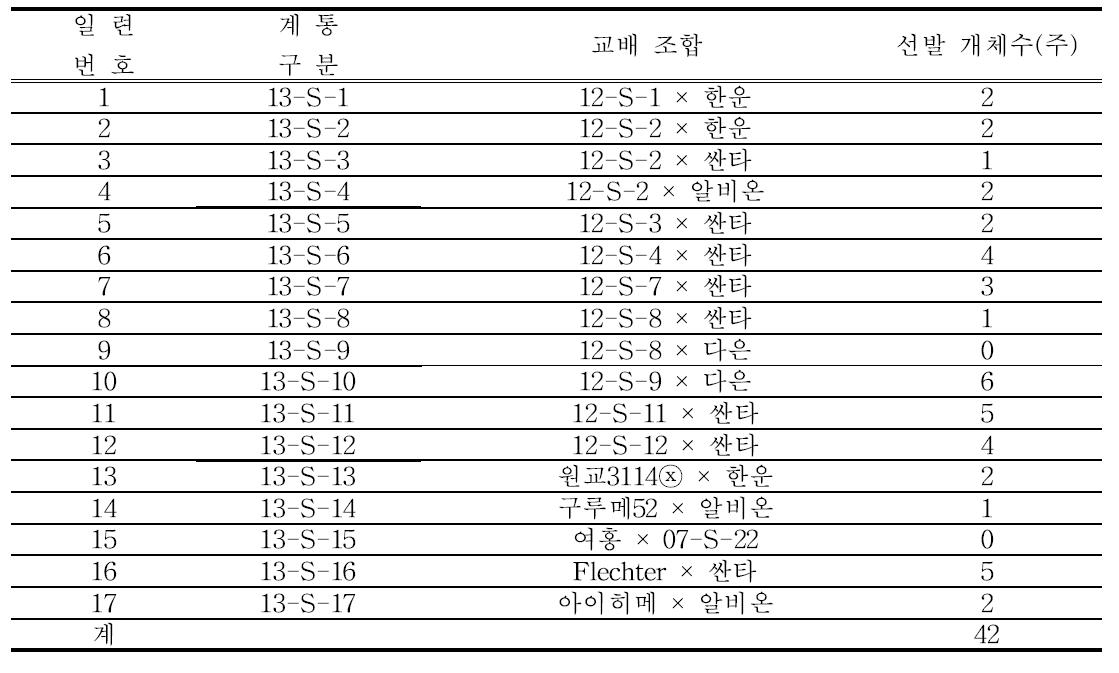 2013년 교배 후대 선발계통