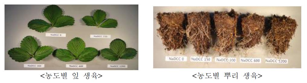NADCC 농도별 잎과 뿌리 생육