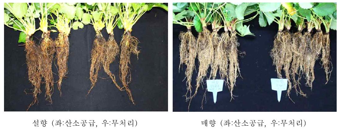 설향과 매향의 산소공급에 따른 뿌리생장 비교