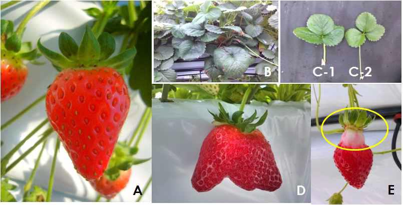 딸기 ‘고하’의 조직배양 변이개체의 형태적 특성