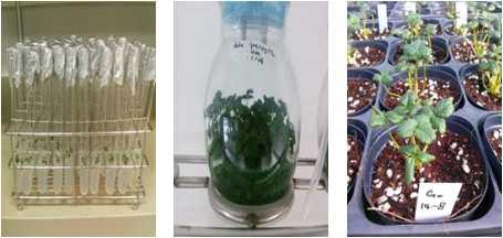 신품종 사계성 딸기의 생장점 배양, 생물반응기 배양 및 기본식물 생산 전경