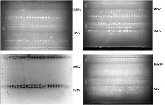 RT-PCR 방법에 의한 바이러스 8종 검정