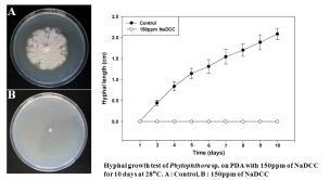 Phytophthora sp. 균사 생장 관찰
