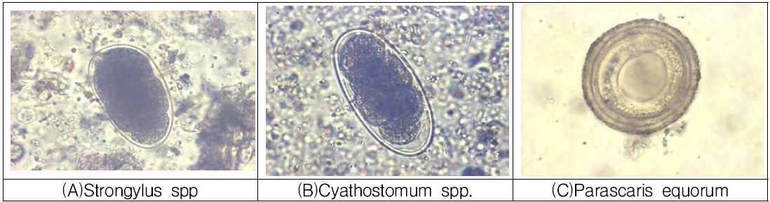 Egg of internal parasites. x400