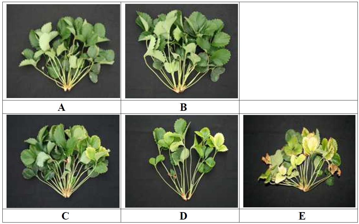 Comparison of normal plants (A and B) and the injured plants by excess bicarbonate concentrations (C, D and E) of ‘Seolhyang’ strawberries (Treatments: A, B, C, D and E, 60, 90(control), 120, 180 and 240 mg L-1 of bicarbonate concentrations).
