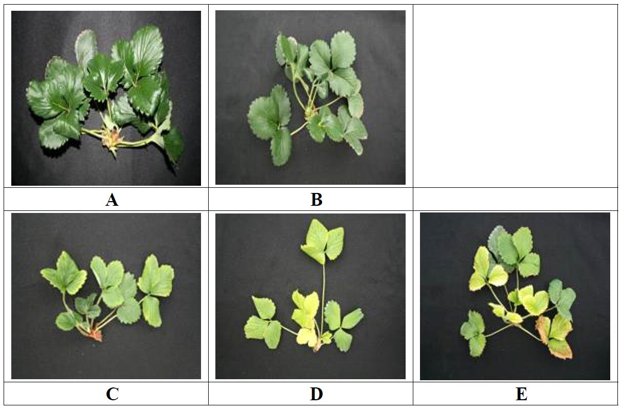Influence of bicarbonate concentrations in nutrient solution on the growth of 1st daughter plants in vegetative propagation of ‘Seolhyang’ strawberry.