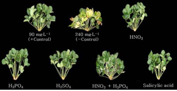 Influence of the acid addition into irrigation water on the growth of mother plants 126 days after treatment in ‘Seolhyang’ strawberry propagation.
