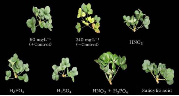 Influence of the acid addition into irrigation water on the growth of 1st daughter plants 126 days after treatment in ‘Seolhyang’ strawberry propagation.