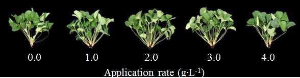 Influence of the various application rates of dolomitic lime (g·L-1) in peatmoss +pine bark (5:5,v/v) medium as pre-planting nutrient charge fertilizer on the growth of mother plants 140 days after treatment of ‘Seolhyang’ strawberry.