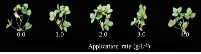 Influence of the various application rates of dolomitic lime (g·L-1) in peatmoss+pine bark (5:5, v/v) medium as pre-planting nutrient charge fertilizer on the growth of 1st daughter plants 140 days after treatment of ‘Seolhyang’ strawberry mother plants.