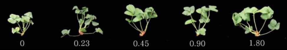 Influence of the various incorporation rates of sulfur (g·L-1) into coir dust+pine bark (5:5, v/v) medium as pre-planting nutrient charge fertilizer on the growth of 1st daughter plants collected on 126 days after treatment in ‘Ssanta’ strawberry.