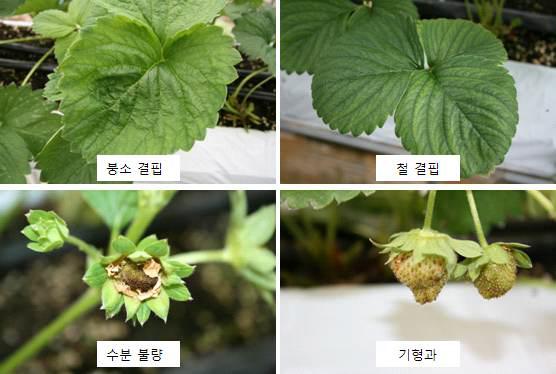 The symptoms of physical disorder appeared on leaf and fruit of ‘Charlotte’ and ‘Goha’ strawberry.