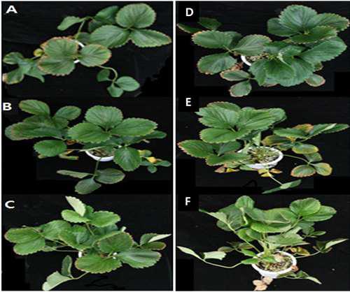 Growth and development of nutritional disorders in ‘Maehyang’ strawberry at 100 days after fertigation as influenced by kinds of fertilizers