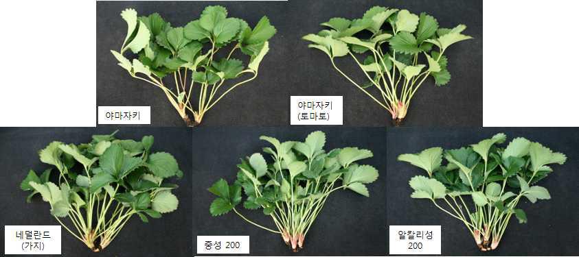 Influence of the old and new nutrient solution on the growth of mother plants collected on 100 days after treatment in vegetative propagation of ‘Seolhyang’ strawberry.