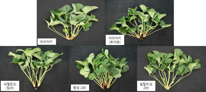 Influence of the old and new nutrient solution on the growth of mother plants collected on 100 days after treatment in vegetative propagation of ‘Maehyang’ strawberry.
