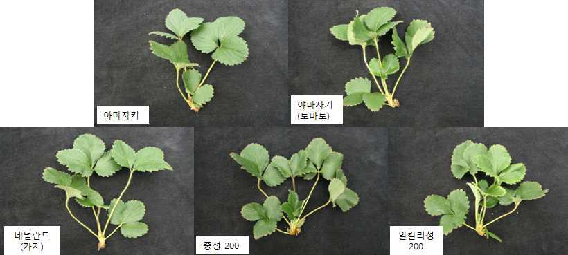 Influence of the old and new nutrient solution on the growth of daughter plants collected on 100 days after treatment in vegetative propagation of ‘Seolhyang’ strawberry.