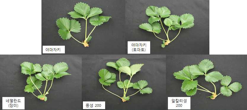 Influence of the old and new nutrient solution on the growth of daughter plants collected on 100 days after treatment in vegetative propagation of ‘Maehyang’ strawberry.