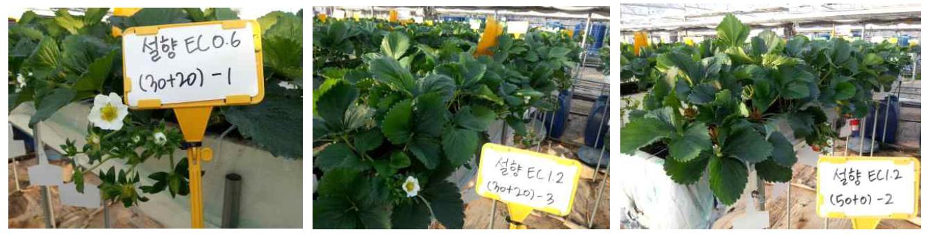 육묘기의 비료농도별 ‘설향’ 딸기의 온실내 생육 상황(2013)