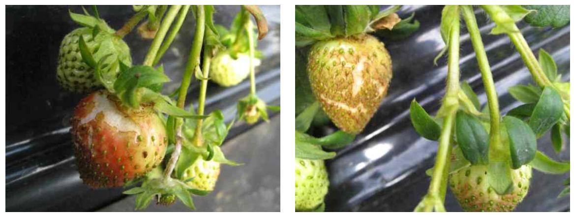 Cracking disorder occurred in nano Ag treated 'Seolhyang' strawberries.