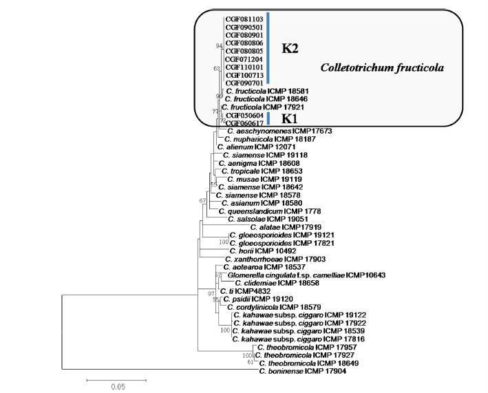 ITS, ACT, GAPDH sequence를 이용한 딸기 탄저병균의 계통분류학적 tree