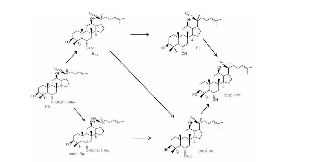 Biotransformation pathway of protopanaxatriol type saponins