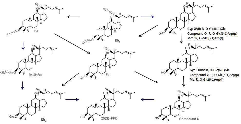 Biotransformation pathway of protopanaxadiol type saponins