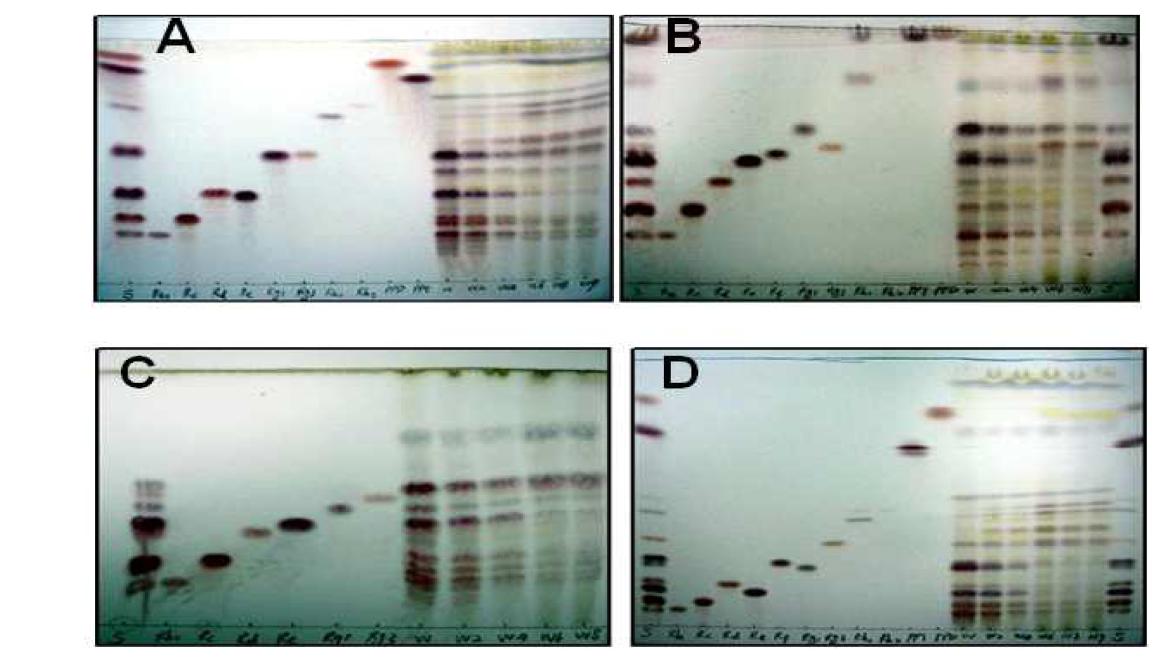 TLC results of ginsenoside standards and total ginsenosides extracted from Korean white ginseng, steamed ginseng for 2, 4, 6, 8, 9 times.