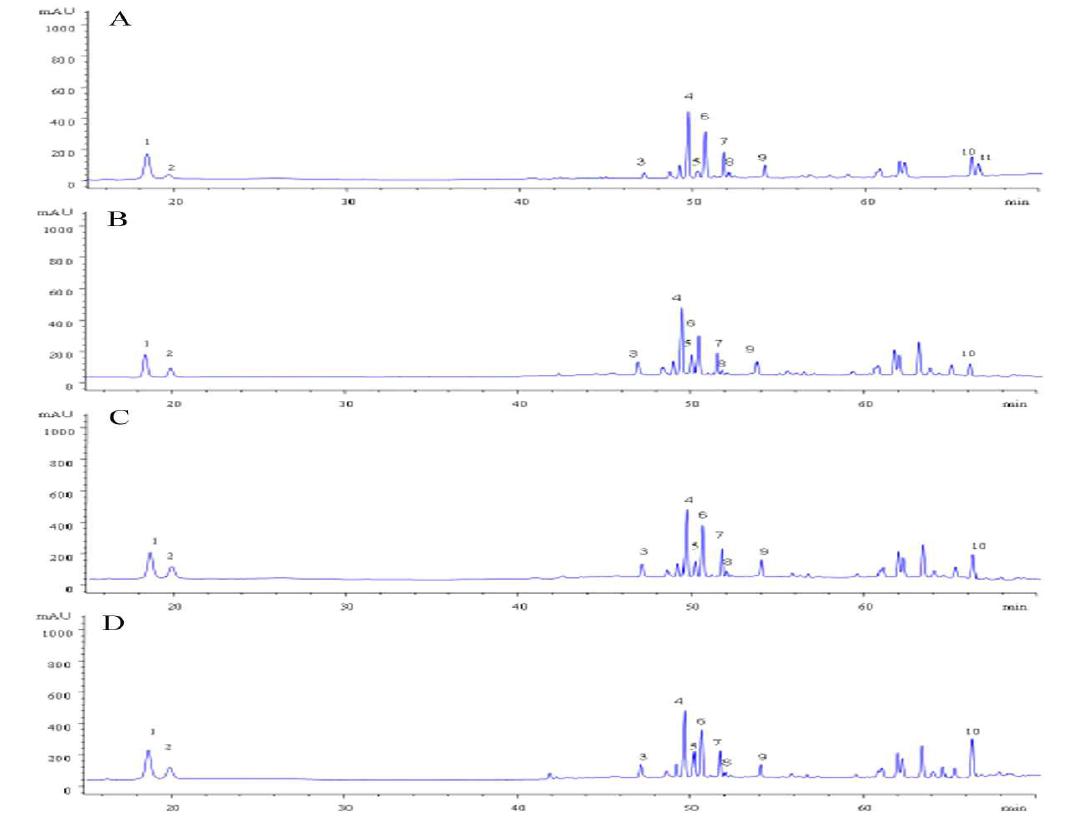 HPLC-UV chromatograms of ginsenosides extracted from the ginsengs steamed 4 times after soaking in apple (B), pineapple (C), grape (D) juices, and 4 times repeated steaming white ginseng (A), respectively.