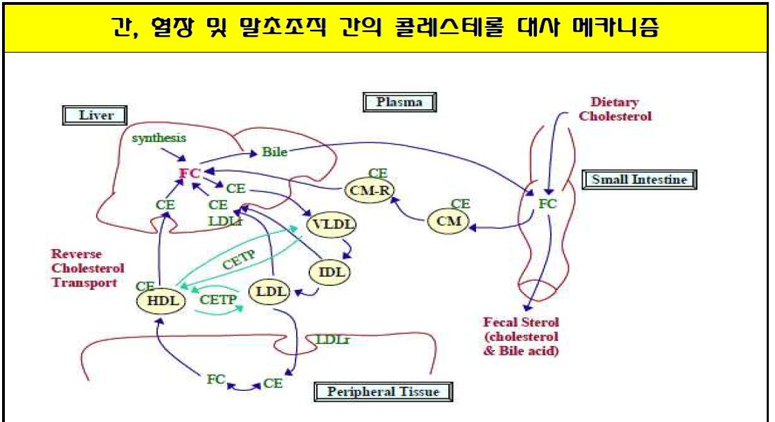 간, 혈장 및 말초조직 간의 콜레스테롤 대사