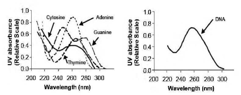 뉴클레오타이트 및 DNA의 자외선 흡수