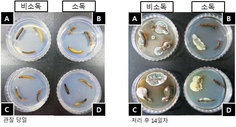 표면소독 처리구와 비소독구로 나누어 밀웜 사충에서 균의 생장을 관찰