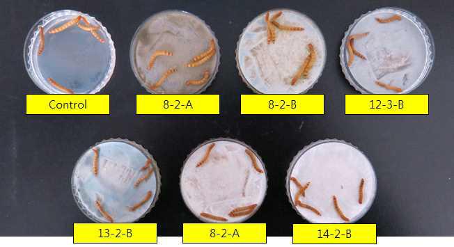 밀웜 사충에서 분리된 6종의 균을 이용한 병원성 검정