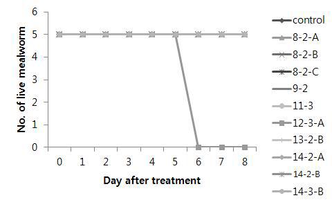 밀웜 사충에서 분리된 10종의 균(8-2-A; 8-2-B; 8-2-C; 9-2; 11-3; 12-3-A; 13-2-B; 14-2-A; 14-2-B 14-3-B)을 이용한 밀웜에 대한 병원성 검정