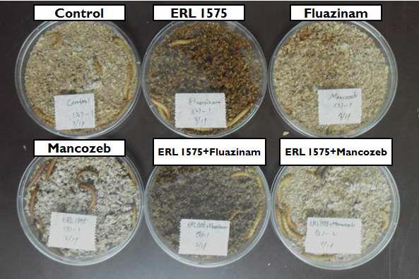 조건에 맞게 처리된 ERL1575 (Beauveria bassiana); Fluazinam; Mancozeb (7일차)