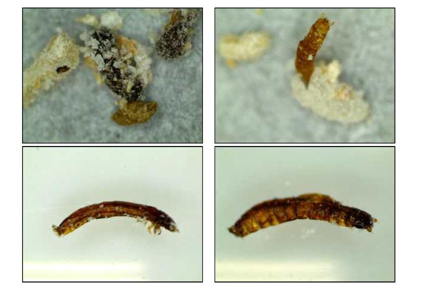 부화 과정 중 치사된 유충